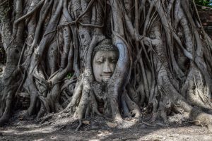 Buddha head wrapped in tree roots