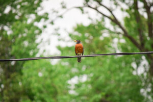 Robin bird on electric line 