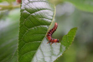 Bug eating leaf